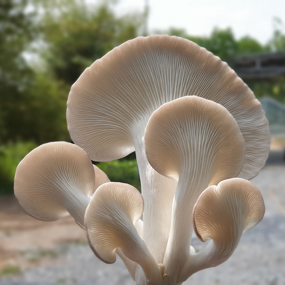 (HỘ KINH DOANH) VÕ VĂN TOÀN