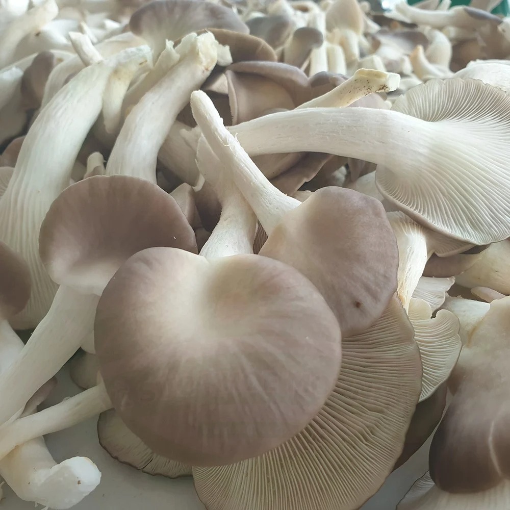 (HỘ KINH DOANH) VÕ VĂN TOÀN