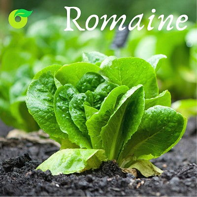 (HỘ KINH DOANH) VÕ VĂN TOÀN